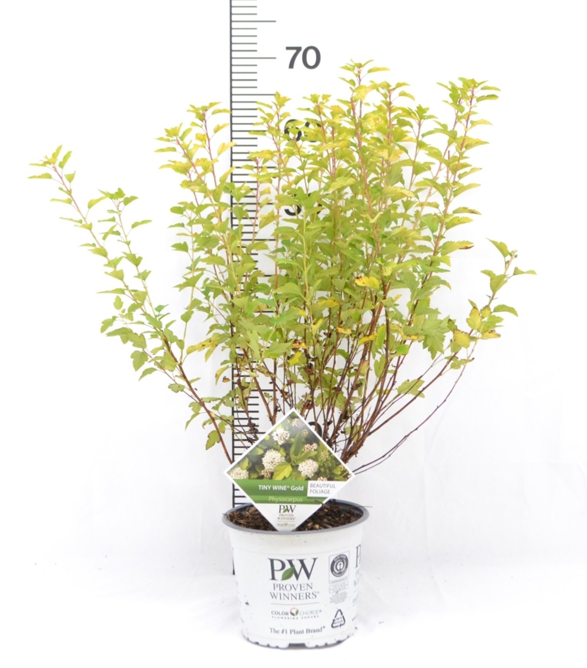 Physocarpus opulif. 'Tiny Wine Gold' - C3 20-40 CM